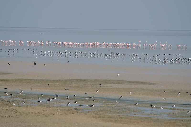 266 - Namibia - Flamencos - parque nacional de Etosha